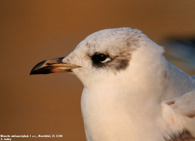 Mouette mélanocéphale, Larus melanocephalus