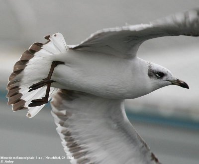 Mouette mélanocéphale, Larus melanocephalus