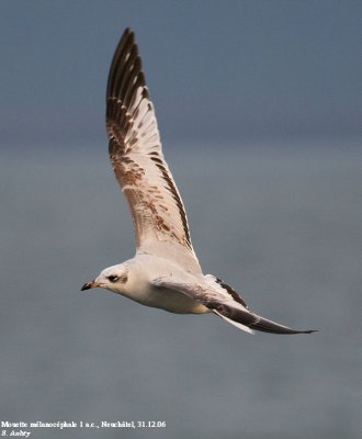 Mouette mélanocéphale, Larus melanocephalus
