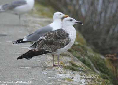 Goland marin, Larus marinus