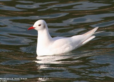 Mouette rieuse, Larus ridibundus