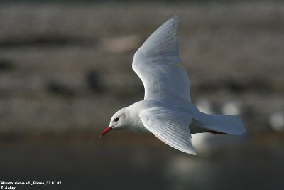 Mouette rieuse, Larus ridibundus
