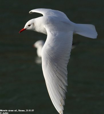 Mouette rieuse, Larus ridibundus