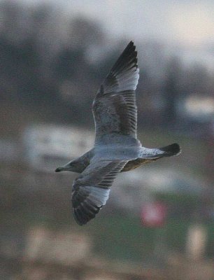 Poss. G.d'Amrique, Larus smithsonianus ?