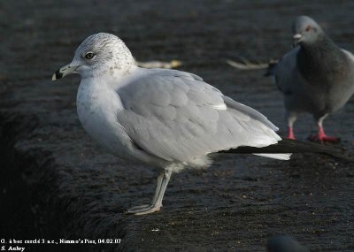 Goland  bec cercl, Larus delawarensis