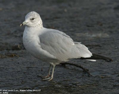 Goland  bec cercl, Larus delawarensis