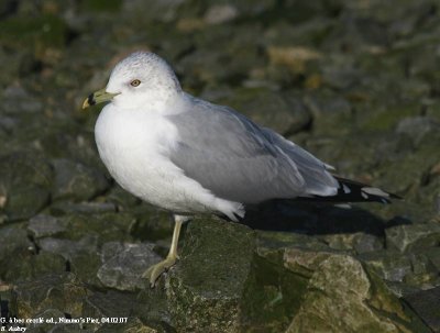 Goland  bec cercl, Larus delawarensis