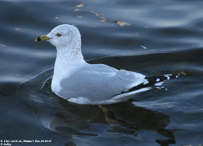 Goland  bec cercl, Larus delawarensis