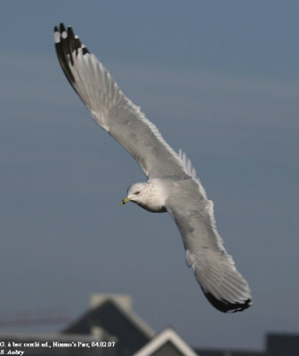 Goland  bec cercl, Larus delawarensis