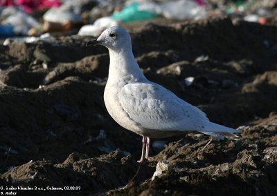 G. à ailes blanches, Larus glaucoides