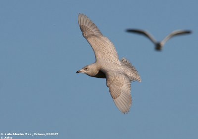 G. à ailes blanches, Larus glaucoides