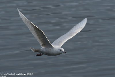 G. à ailes blanches, Larus glaucoides
