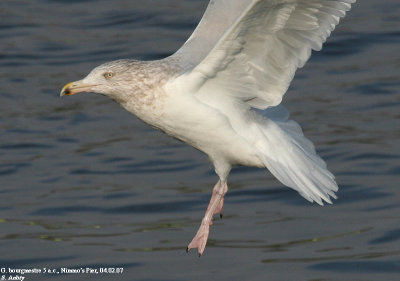 Goland bourgmestre, Larus hyperboreus