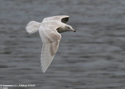 Goland bourgmestre, Larus hyperboreus