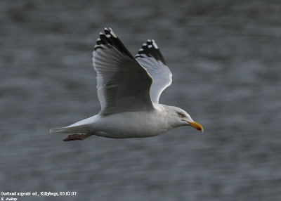 Goland argent, Larus argentatus argenteus