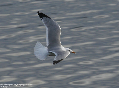 Goland argent, Larus argentatus argenteus