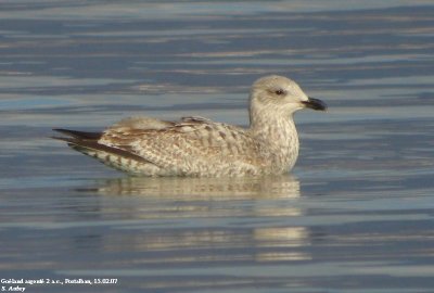 Goéland argenté, Larus argentatus