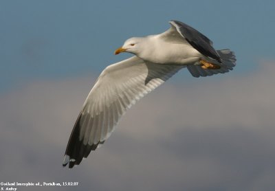 Goéland leucophée, Larus michahellis