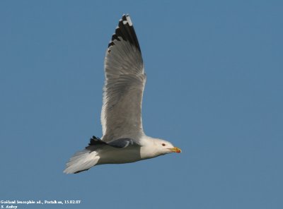 Goéland leucophée, Larus michahellis