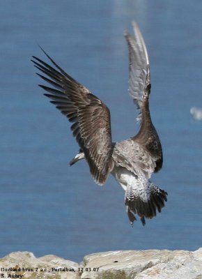 Goland brun, Larus fuscus