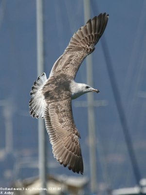 Goland marin, Larus marinus