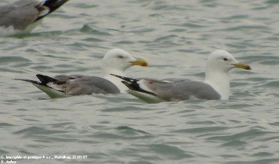 Goland pontique, Larus cachinnans