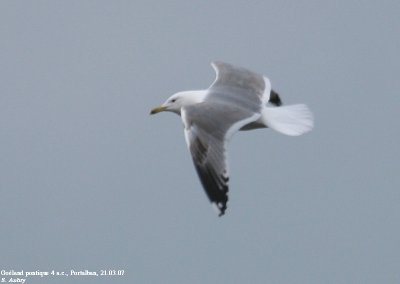 Goland pontique, Larus cachinnans