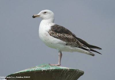 Goland marin, Larus marinus