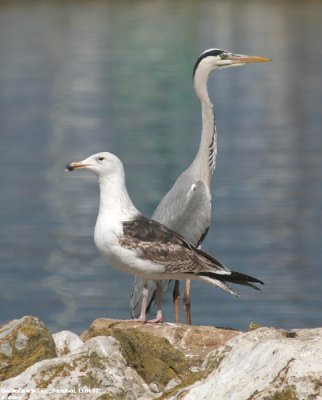 Goland marin, Larus marinus