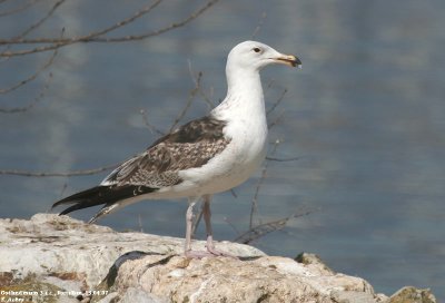 Goland marin, Larus marinus