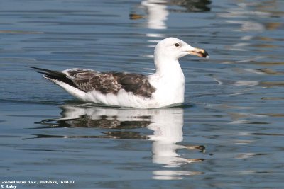Goland marin, Larus marinus