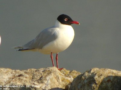 Mouette mlanocphale, Larus melanocephalus