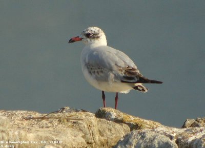 Mouette mélanocéphale, Larus melanocephalus