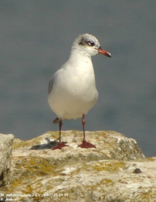 Mouette mélanocéphale, Larus melanocephalus
