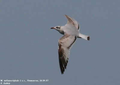 Mouette mélanocéphale, Larus melanocephalus