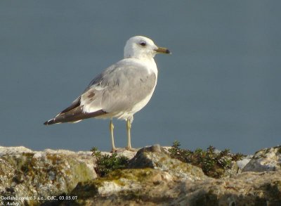 Goland cendr, Larus canus