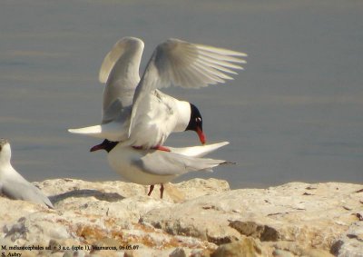 Mouette mélanocéphale, Larus melanocephalus