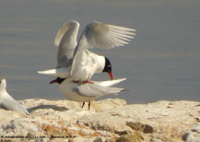 Mouette mlanocphale, Larus melanocephalus