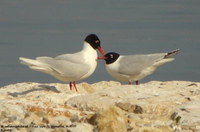 Mouette mélanocéphale, Larus melanocephalus