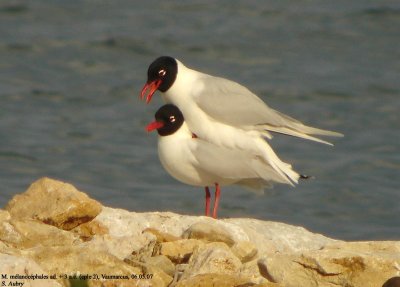 Mouette mélanocéphale, Larus melanocephalus