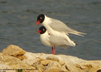 Mouette mlanocphale, Larus melanocephalus