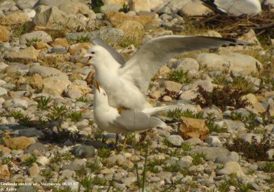Goland cendr, Larus canus