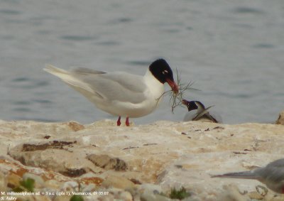 Mouette mélanocéphale, Larus melanocephalus