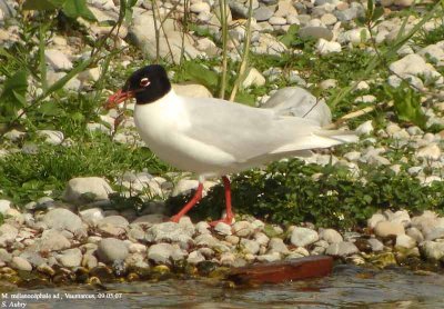 Mouette mélanocéphale, Larus melanocephalus