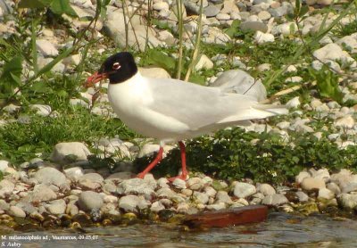 Mouette mlanocphale, Larus melanocephalus