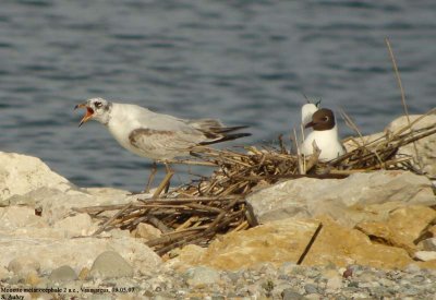 Mouette mélanocéphale, Larus melanocephalus