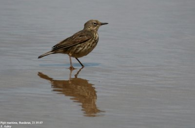 Pipit maritime, Anthus petrosus