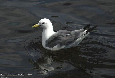 Mouette tridactyle, Rissa tridactyla