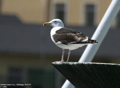 Goland marin, Larus marinus