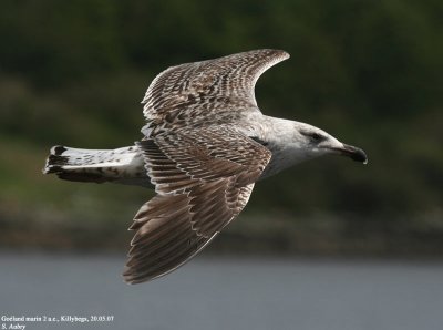 Goland marin, Larus marinus